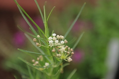 Asclepias subverticillata