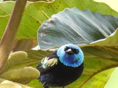 Stilpnia cyanicollis