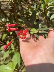 Augusta longifolia