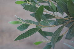 Acacia holosericea
