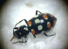 Eriopis connexa