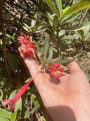 Augusta longifolia
