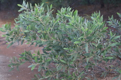 Acacia holosericea