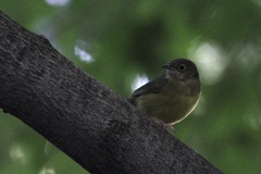 Oporornis agilis
