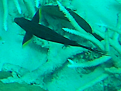 Acanthuridae