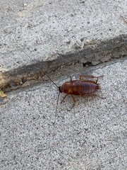 Periplaneta americana