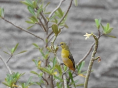 Euphonia chlorotica