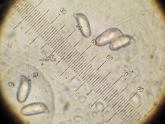 Ramaria acrisiccescens
