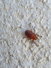 Metaxyonycha carminea