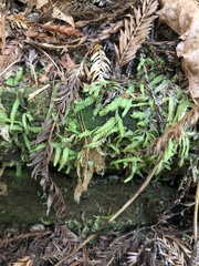 Plagiothecium undulatum