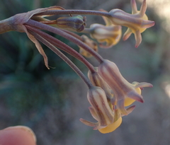 Tulbaghia dregeana