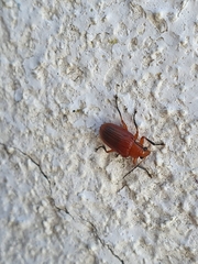 Metaxyonycha carminea