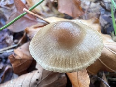 Psilocybe serbica