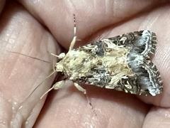 Spodoptera latifascia