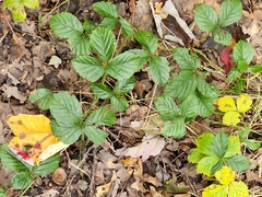 Rubus hispidus