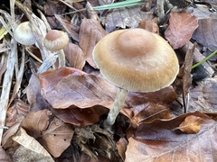 Psilocybe serbica