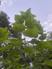 Catalpa