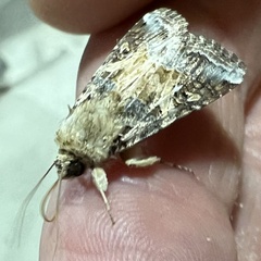 Spodoptera latifascia