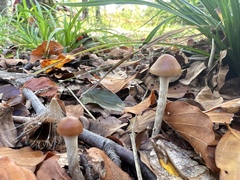 Psilocybe serbica