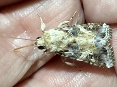 Spodoptera latifascia