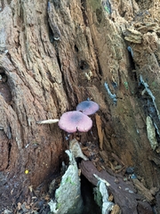 Callistosporium purpureomarginatum