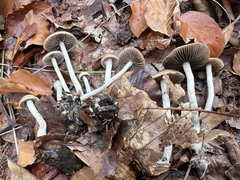 Psilocybe serbica