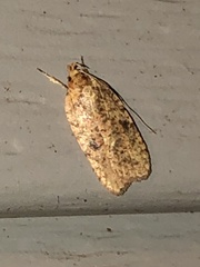 Agonopterix thelmae