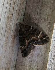 Pseudocoremia productata