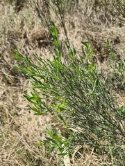Baccharis articulata