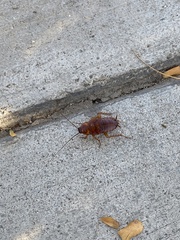 Periplaneta americana