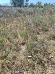 Baccharis articulata