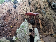 Callistosporium purpureomarginatum