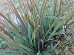 Tulbaghia dregeana