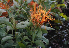 Psittacanthus schiedeanus