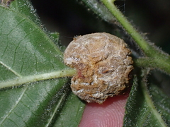 Neolasioptera farinosa