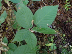 Neolasioptera farinosa