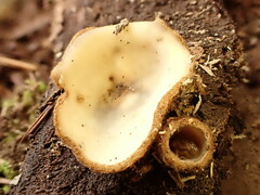 Humaria hemisphaerica