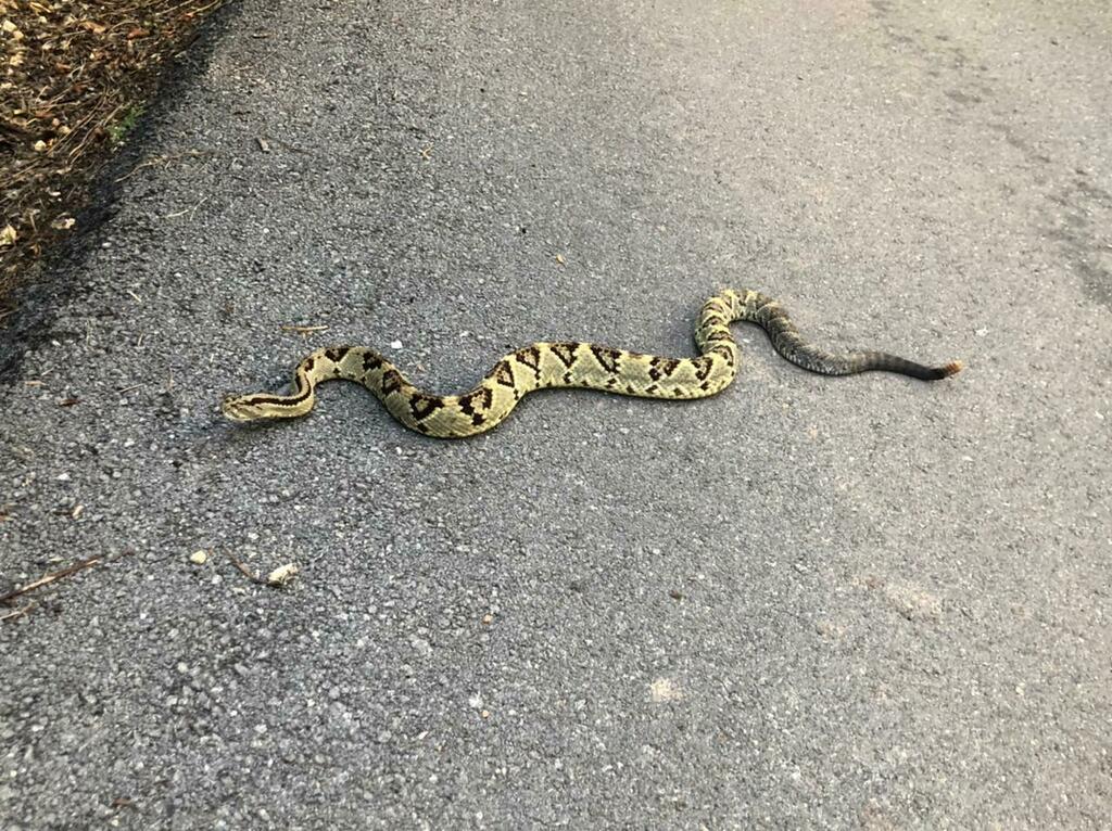 Yucatán Neotropical Rattlesnake in October 2022 by Sebastián de Jesús ...