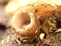 Humaria hemisphaerica