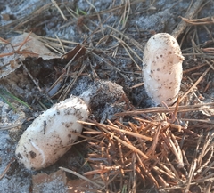 Coprinus comatus