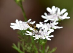 Sphaerophoria contigua