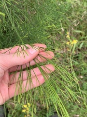 Exocarpos cupressiformis