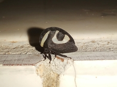 Membracis foliatafasciata