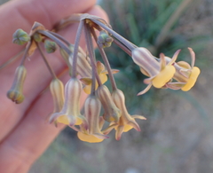 Tulbaghia dregeana