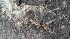 Enhydris subtaeniata