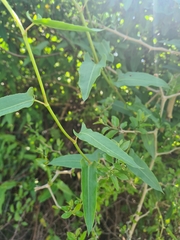 Muehlenbeckia sagittifolia