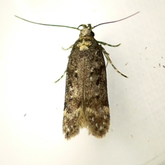 Gelechiini
