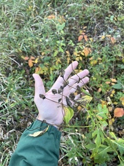 Rudbeckia laciniata