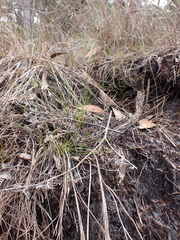 Schoenus lepidosperma