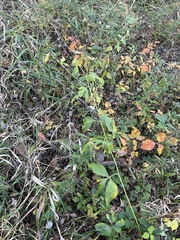 Rudbeckia laciniata